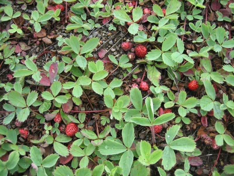 Thumbnail: Fragaria virginiana, Virginia strawberry - JULY