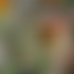 Ricettario aromatico: erbe aromatiche e spezie protagoniste della cucina mediterranea