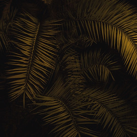 Arbre de nuit