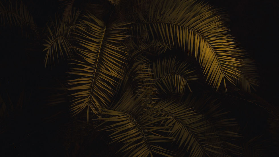 Notte delle foglie tropicali