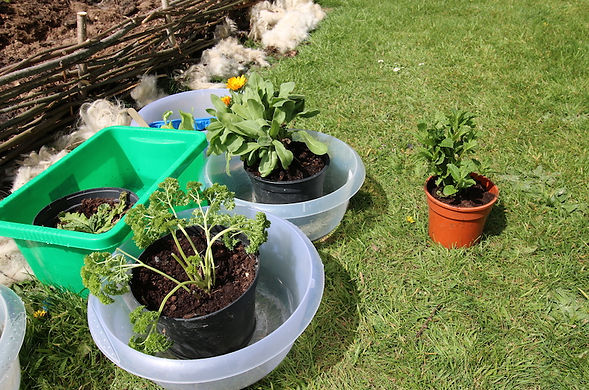 MG-planting-herbs.jpg