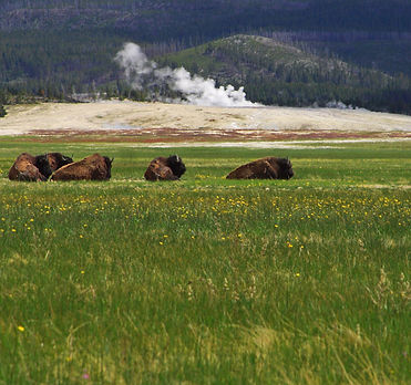 at Yellowstone National Park