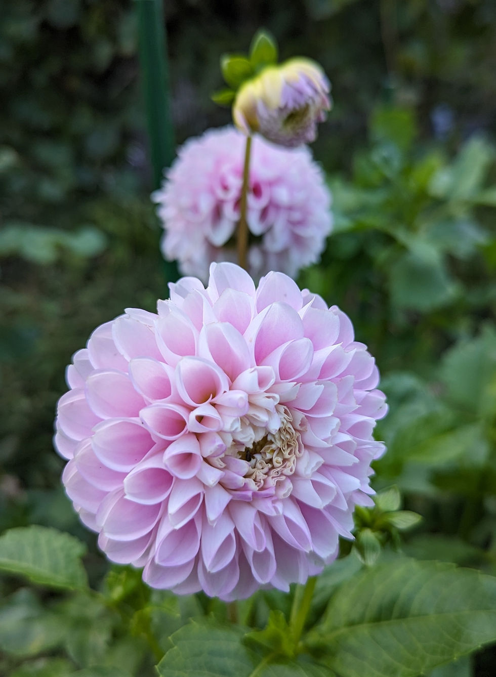 Thumbnail: Snoho Sonia