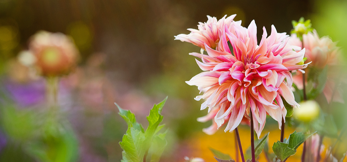 Dahlia Labyrinth in Curly Girl Gardens, Lindsay Ontario