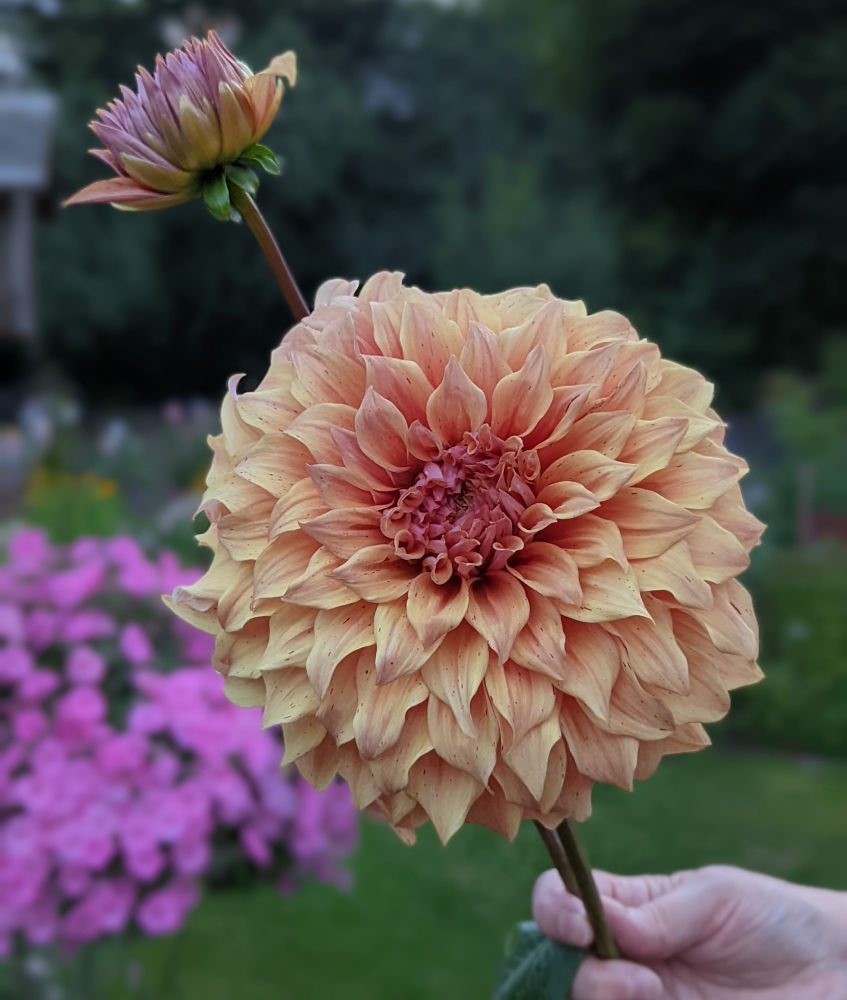 Thumbnail: J. S. Butterscotch