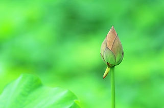 flower01.jpg