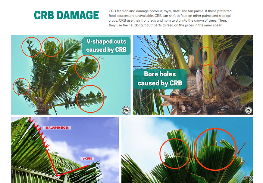 Coconut Rino Beetle Fact Sheet