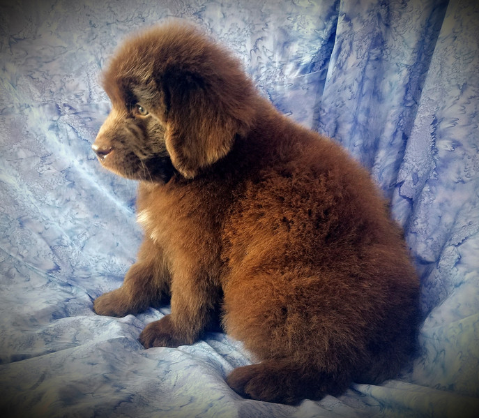 Available Pets Bearheart Newfoundlands