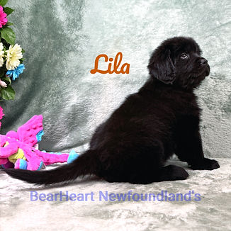 Lila 12_24_25 _9725_edited.jpg