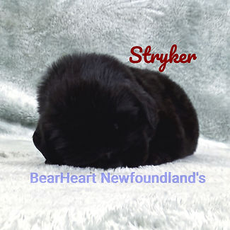 Stryker 11_15_25 _8158_edited.jpg