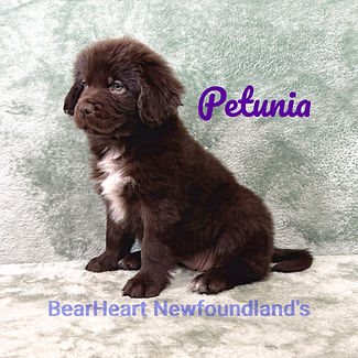 Petunia 12_24_25_9695_edited.jpg