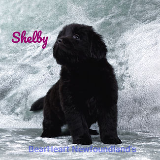 Shelby 11_15_25_8475_edited.jpg