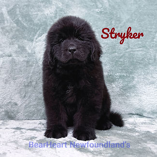 Stryker 11_15_25_8996_edited.jpg