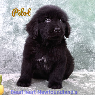 Pilot 12_24_25_9795_edited.jpg