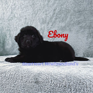 Ebony7_17_25_edited.jpg