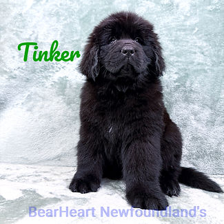 Tinker 11_15_25_9454_edited.jpg