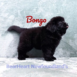 Bongo 11_15_25_9226_edited.jpg