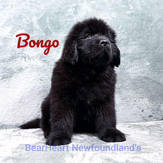 Bongo 11_15_25_9241_edited.jpg