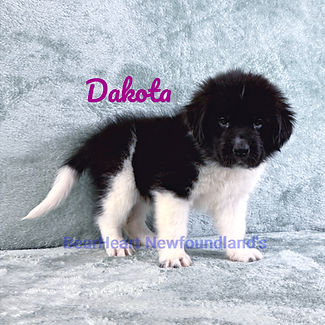 Dakota 7_17_25__6152 4_edited_edited.jpg