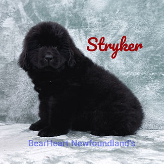 Stryker 11_15_25_9015_edited.jpg