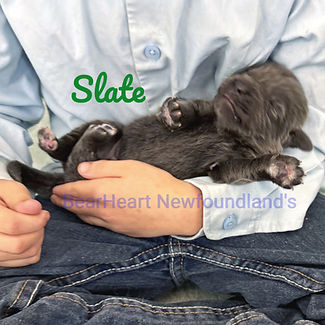 Slate 7_17_25 _4918_edited.jpg