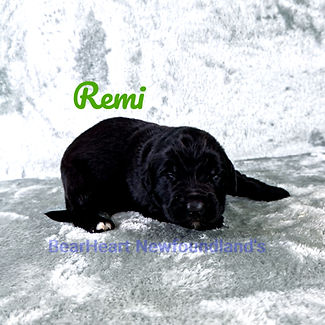 Remi 10_3_25_7079_edited.jpg