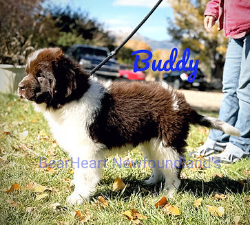 Buddy DOB 8_16_24 5049_edited.jpg