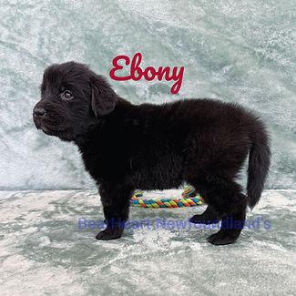 EBONY 7_17_25_5576_edited.jpg