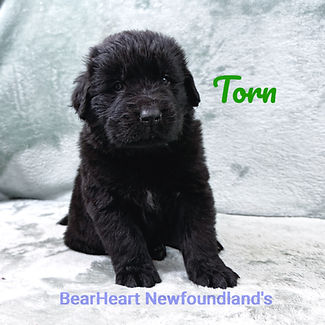 Torn 2_27_26_0826_edited.jpg