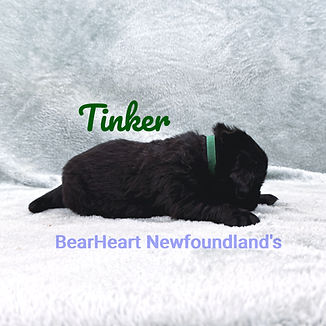 Tinker 11_15_25 _8170_edited.jpg