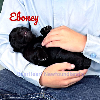 Ebony 7_17_25 _4977_edited.jpg