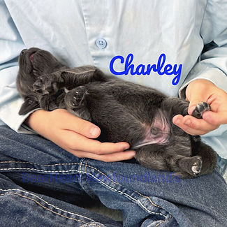 Charley 7_17_25 __4891_edited.jpg