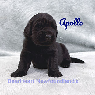 Apollo 11_15_25 _8187_edited.jpg