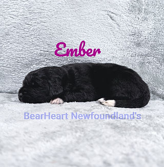 Ember 5_28_26_3065_edited.jpg