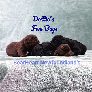 Dottie's boys 12_24_25_8650_edited.jpg