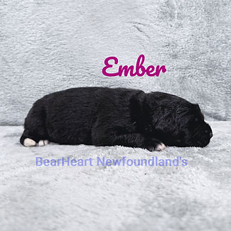 Ember 5_28_26_3072_edited.jpg