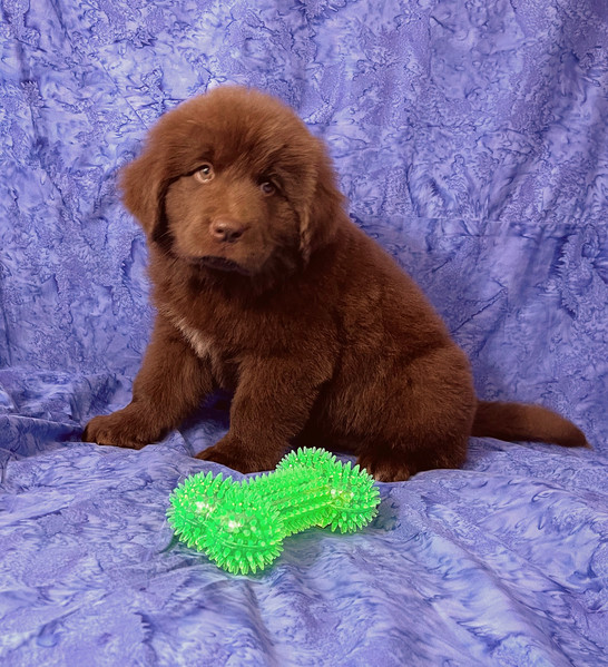 Available Pets Bearheart Newfoundlands