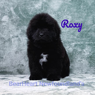 Roxy 11_15_25 _8953_edited.jpg