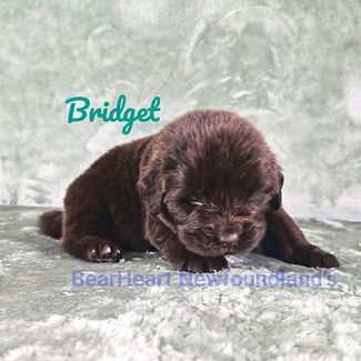 Bridget 9_6_25-000 3_edited.jpg