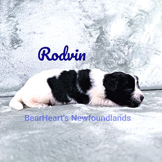 Rodvin 9_6_26_5710_edited.jpg