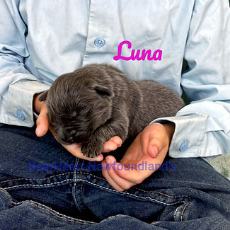 Luna 7_17_25_4958_edited.jpg