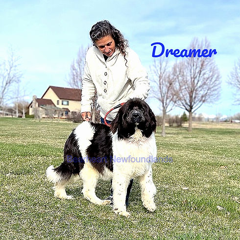 Dreamer