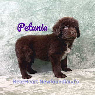 Petunia 12_24_25_9716_edited.jpg