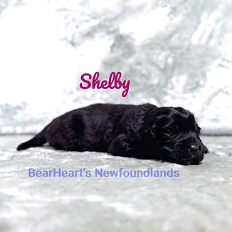 Shelby 9_6_26_5679_edited.jpg