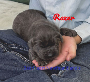 Razer 7_17_25 _4898 2_edited.jpg
