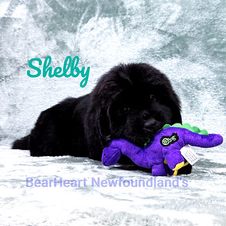 Shelby 11_15_25_9079_edited.jpg