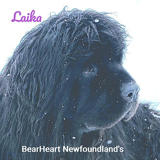 Laika-20210313-114626-Original_edited_edited.jpg