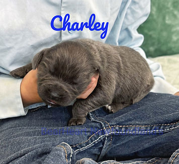Charley 7_17_25 __4887_edited.jpg