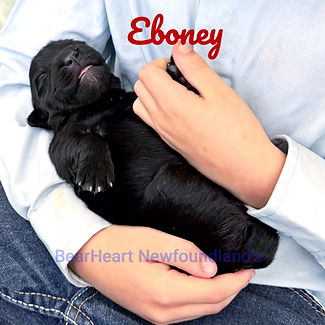 Ebony 7_17_25 _4975_edited.jpg