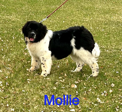Mollie-9_edited_edited.jpg